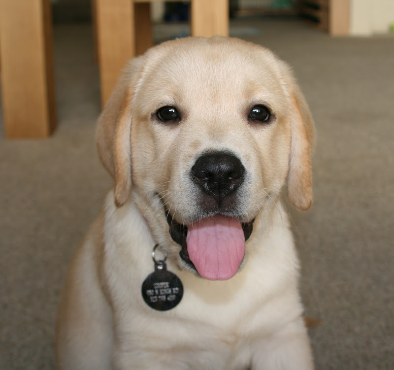 Labrador puppy Cooper Jun 08