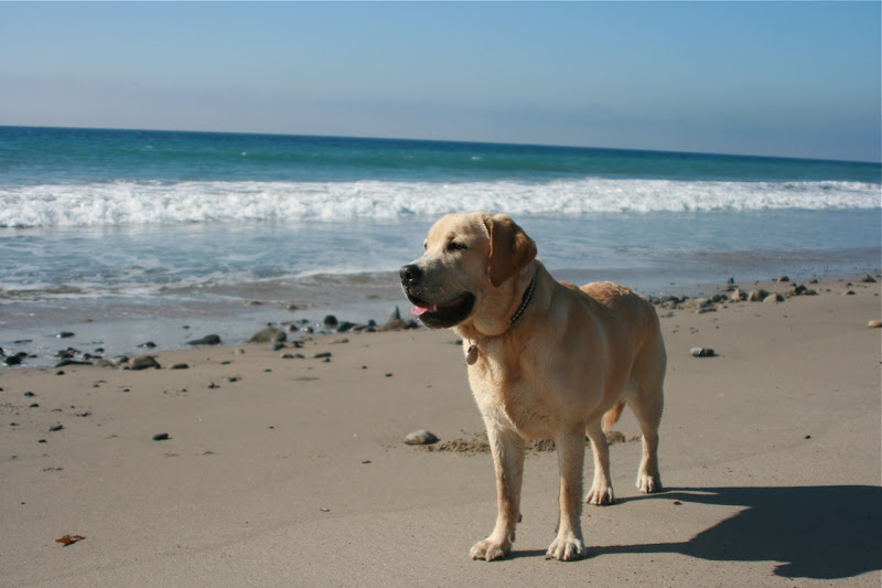Beach Labrador Jan 09