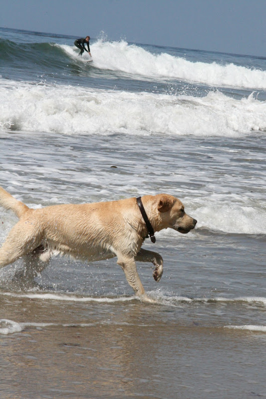 Surf Labrador Apr 09