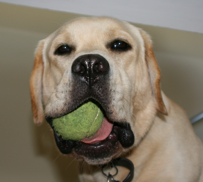 Tennis Ball Cooper Jun 09