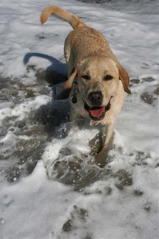 Surf Labrador Cooper Oct 09