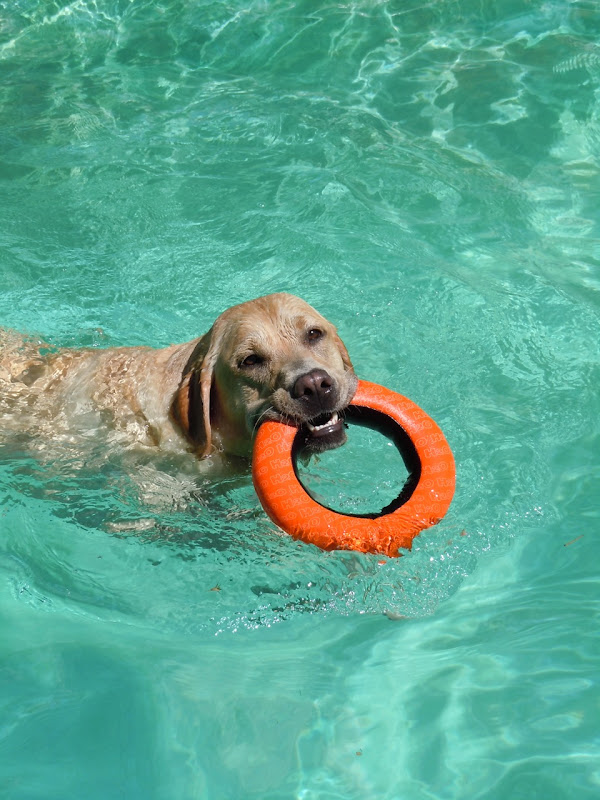 Labrador Cooper's toy Aug 10