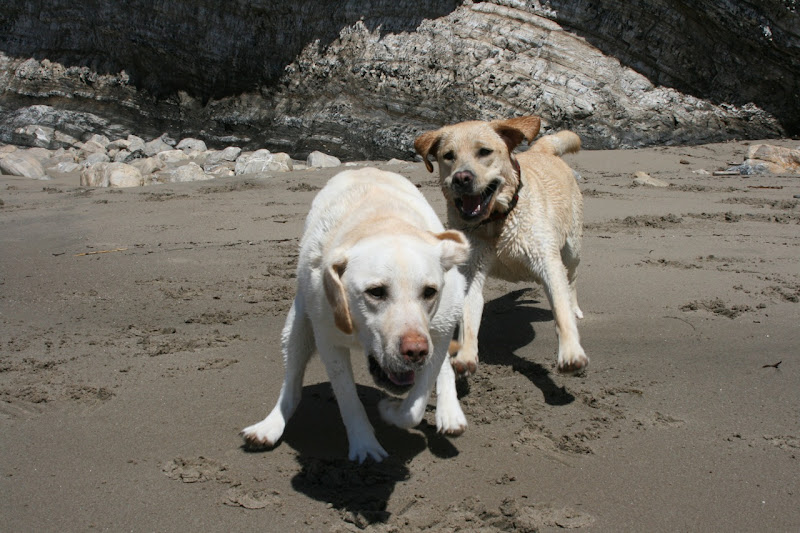 Beach Labradors playing