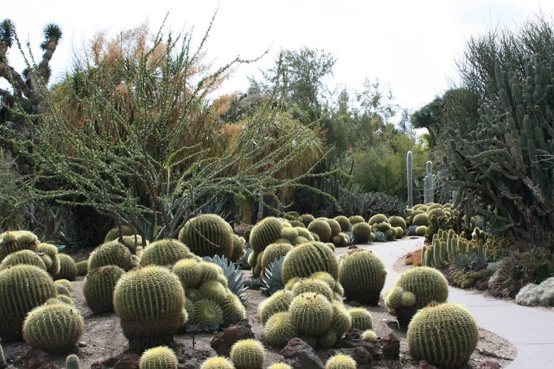 Huntington cactus garden