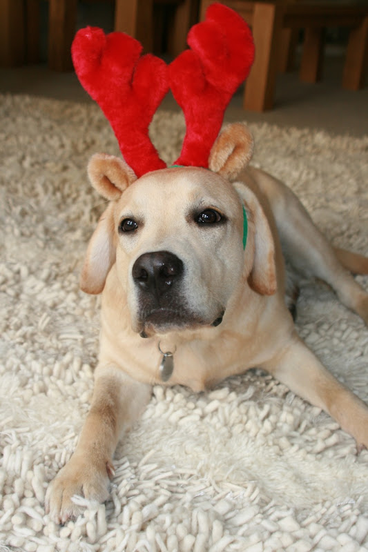 Labrador Cooper antlers