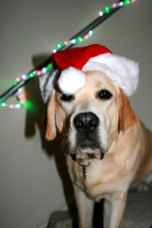 Santa hat Labrador Cooper