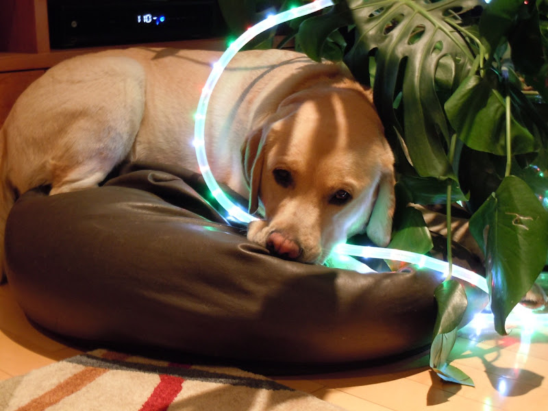 Beanbag lights Cooper