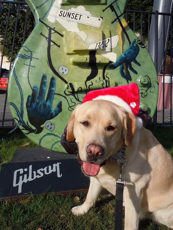 Festive pup GuitarTown Sunset Strip 2010