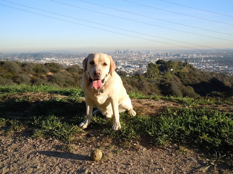 Labrador Cooper Runyon Canyon