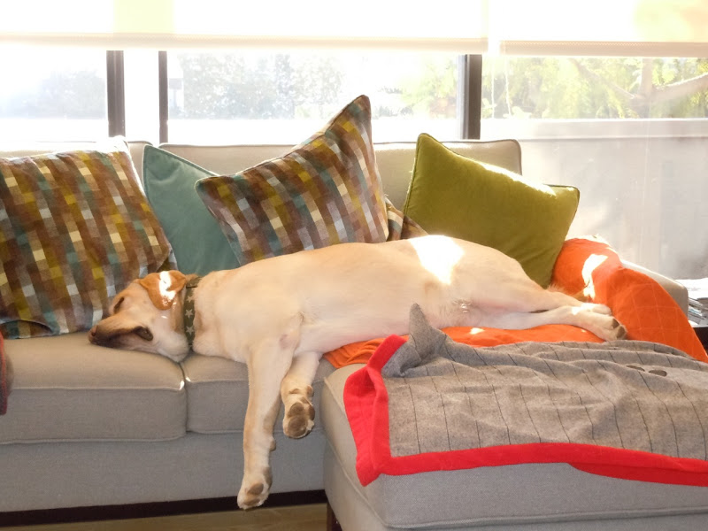 Sleeping Labrador Cooper