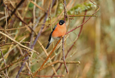 Siberian Bullfinch