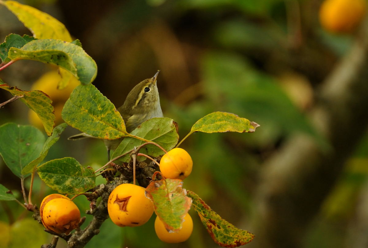 [yellowbrowed-nanquidno-181009+094sfw.jpg]