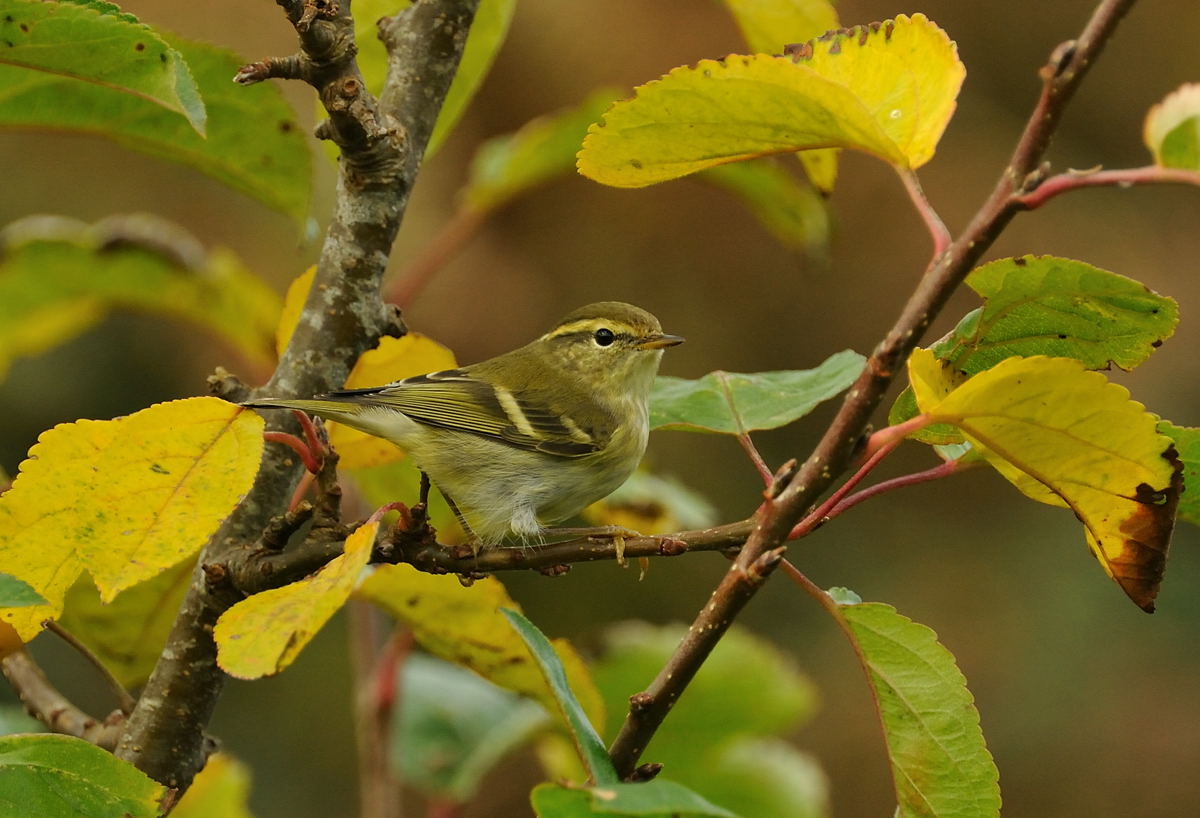 [yellowbrowed-nanquidno-181009+079sfw.jpg]