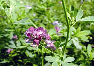 Flor da alfafa Flor-Alfafa
