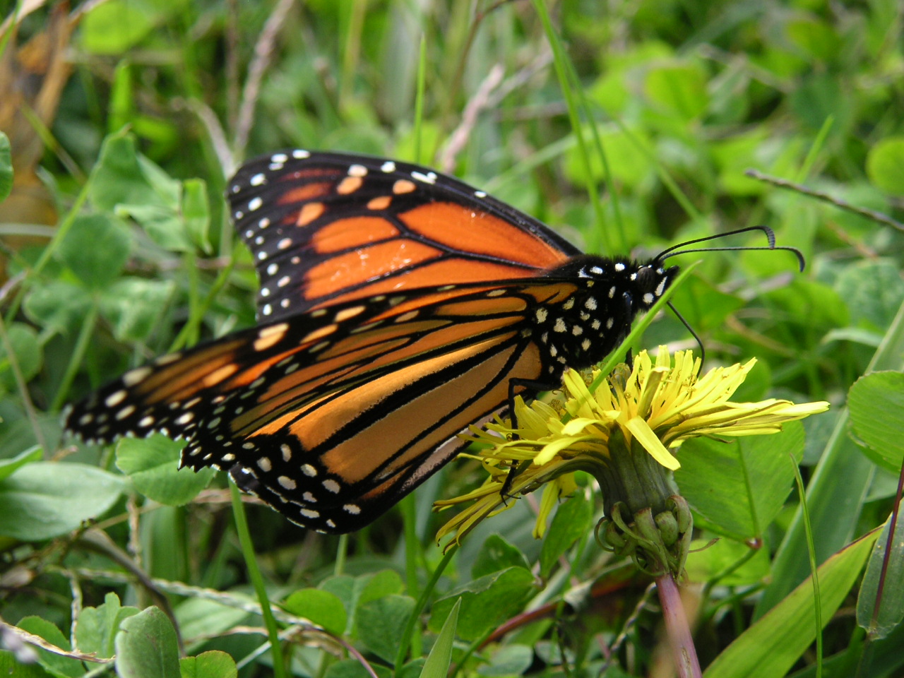 [monarch+butterfly+006.JPG]