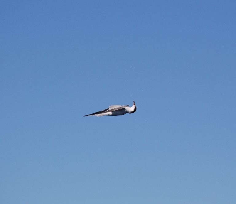 [bird+invert+flight.jpg]