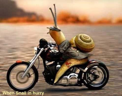 http://4.bp.blogspot.com/_GLP7iMQs-Vs/S-ROcYT8ZzI/AAAAAAAAAnk/KOppofg3eV0/s1600/snail.JPG