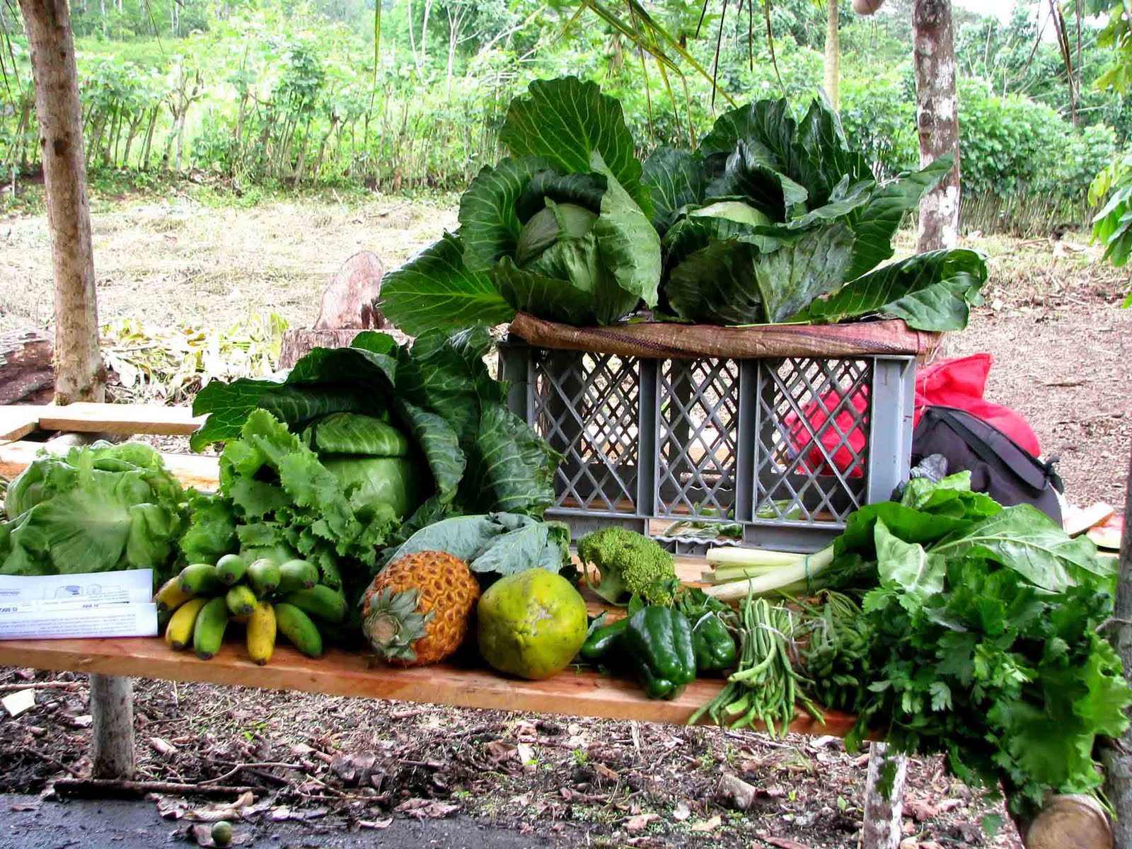 Ecuador personajes y especies (Galápagos y Continente) Plantas