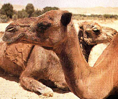 Camels Ears