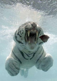 tiger-underwater-picture.jpg