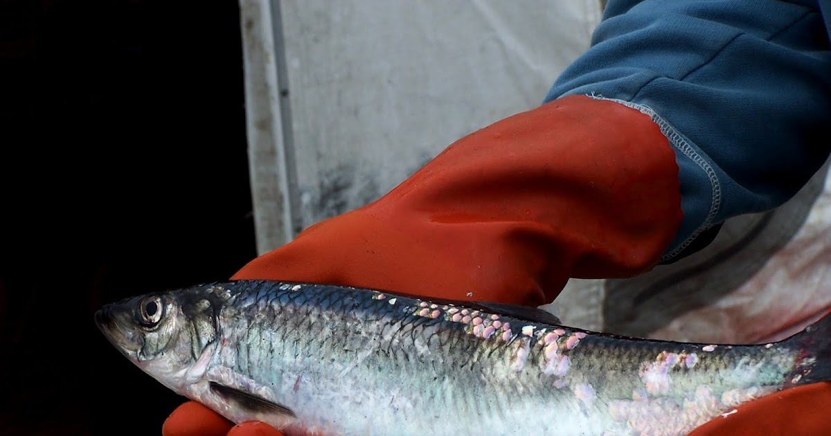 Deckboss Herring time at Togiak