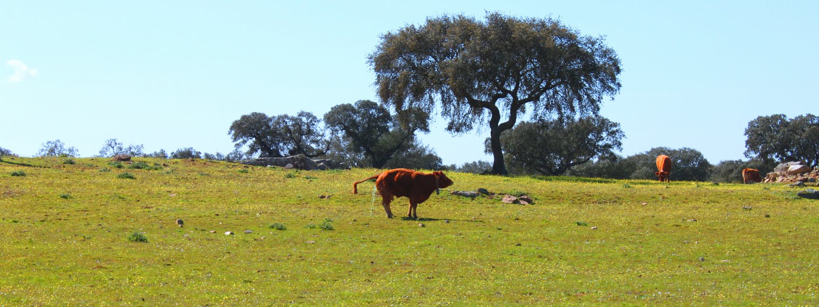 [alentejo+331.JPG]