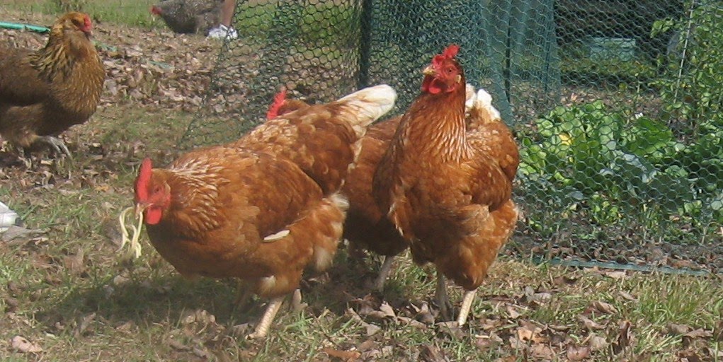 [chickens.JPG]