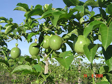 Maracujá de Tomé-Açú