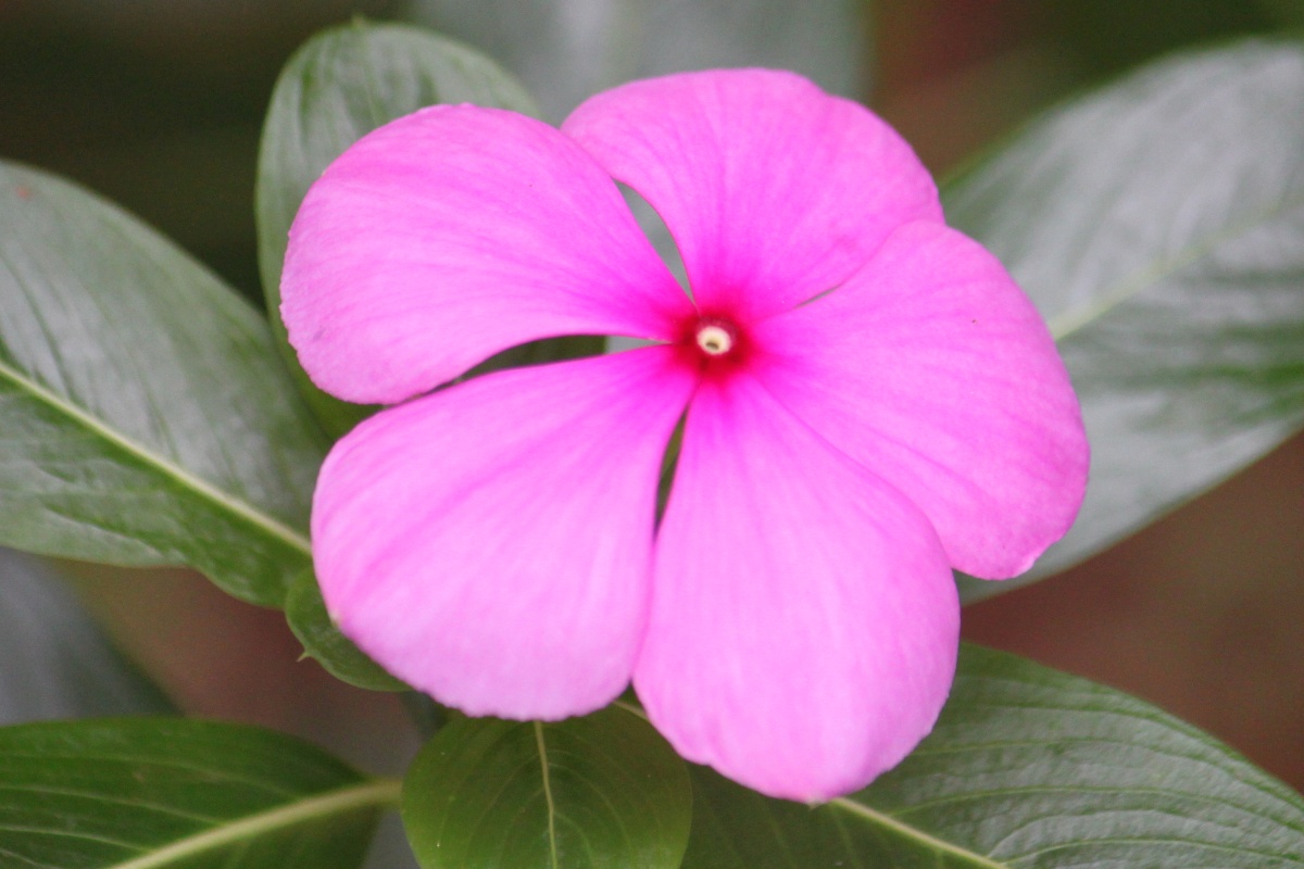 Life at Dharwad Flowers grown at home