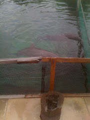 Dolphins in  the marina