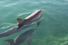 Pair of dolphins in marina
