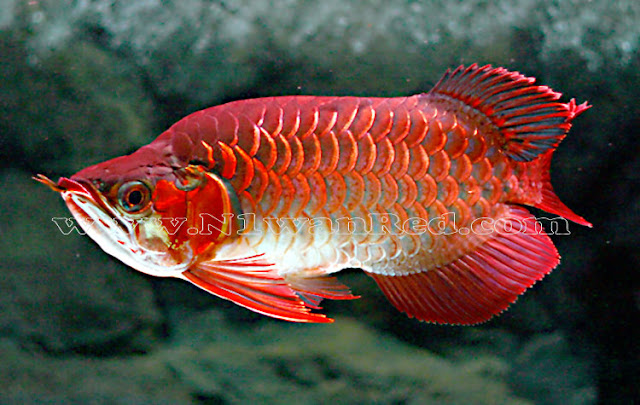 http://4.bp.blogspot.com/_GPlUpn4Ls0c/TRjVPBnseoI/AAAAAAAAAAo/xrTFE1X7Ev0/s1600/Blood_Red_Arowana.jpg
