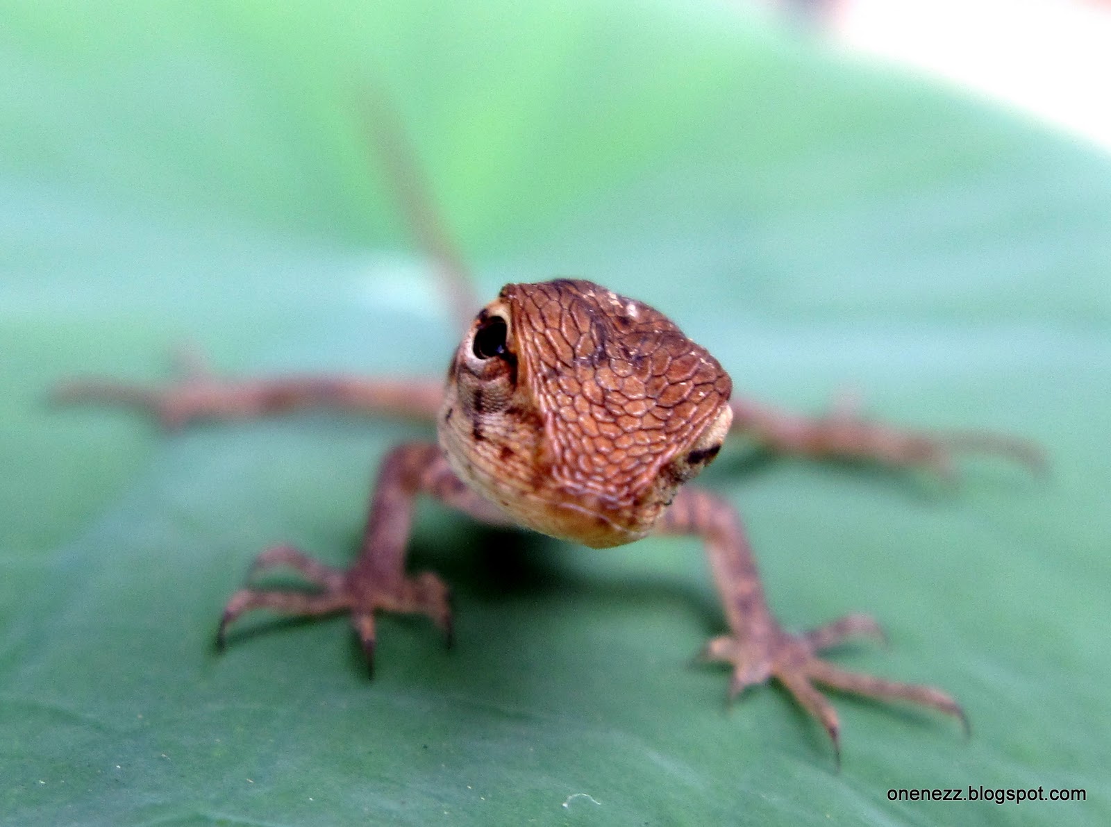 Onenezz: Lizard in the Garden
