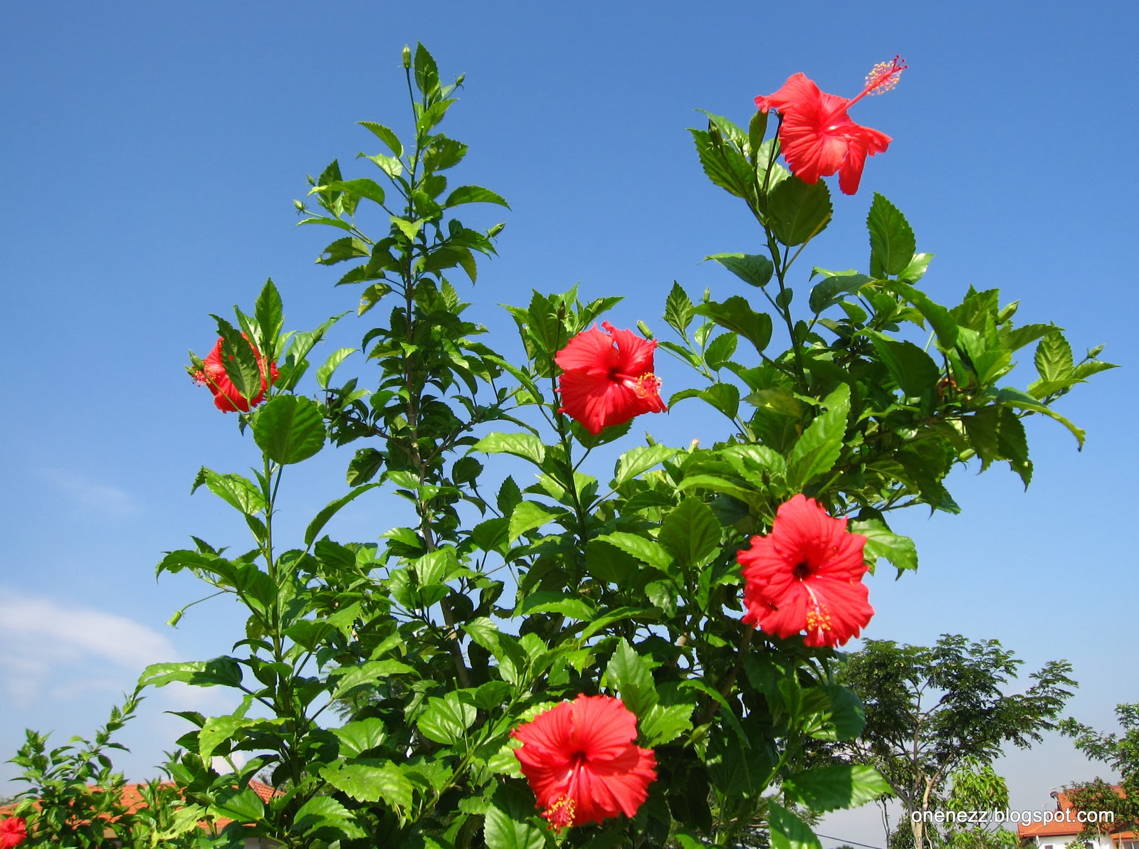 Onenezz Hibiscus RosaSinensis