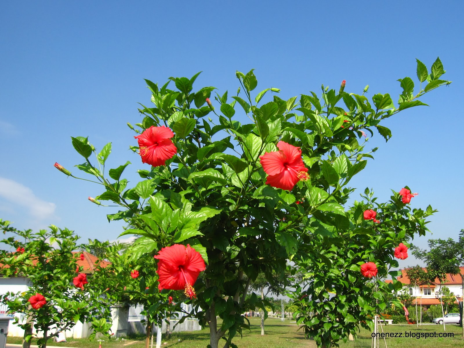 Onenezz: Hibiscus Rosa-Sinensis