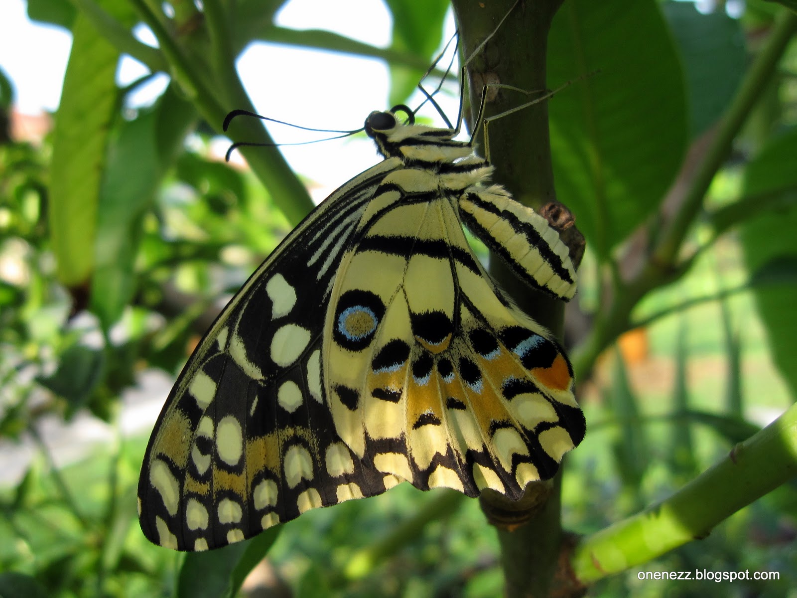 Onenezz Citrus Butterfly