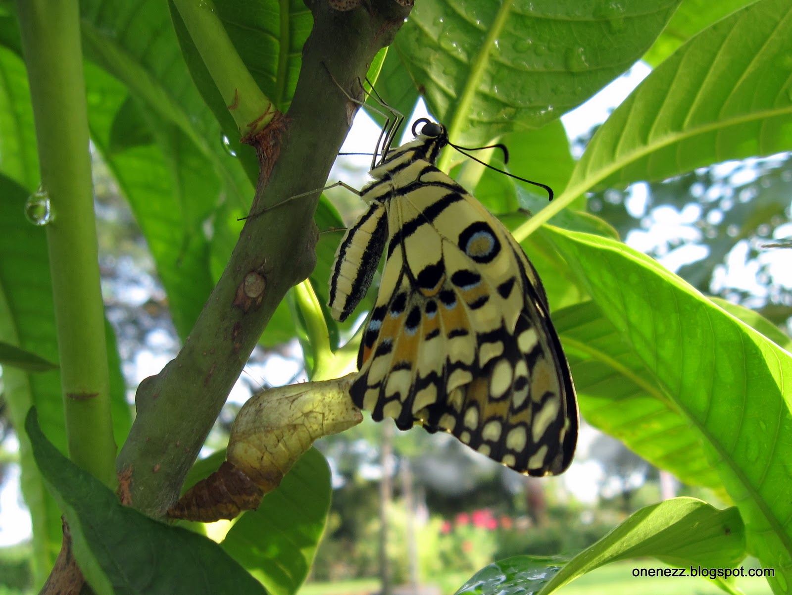 Onenezz Citrus Butterfly