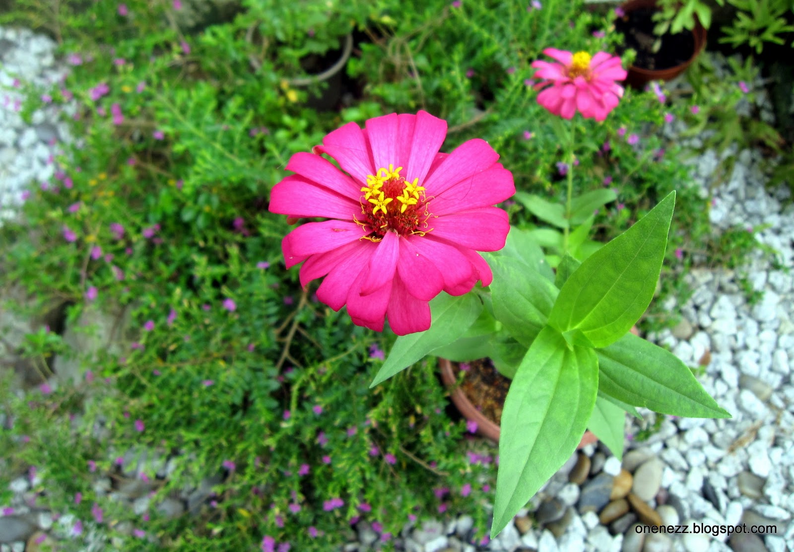 Onenezz Zinnia Bouquet and Propagation