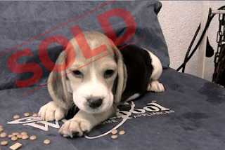 dog 4 sale
