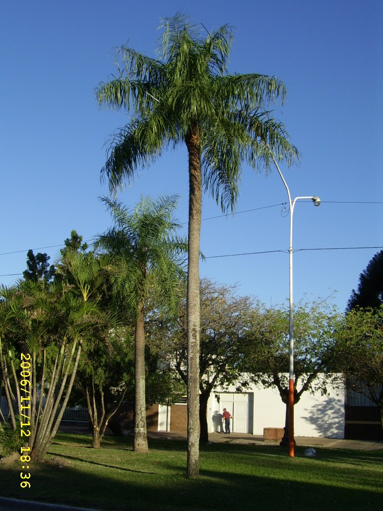 Palmeras - Plantas ornamentales por excelencia. Palmeras - Plantas ornamentales por excelencia.
