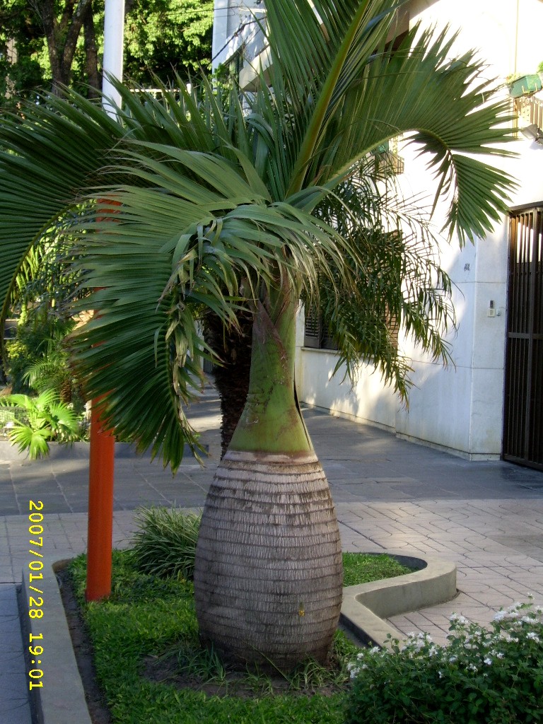 ornamental ornamental