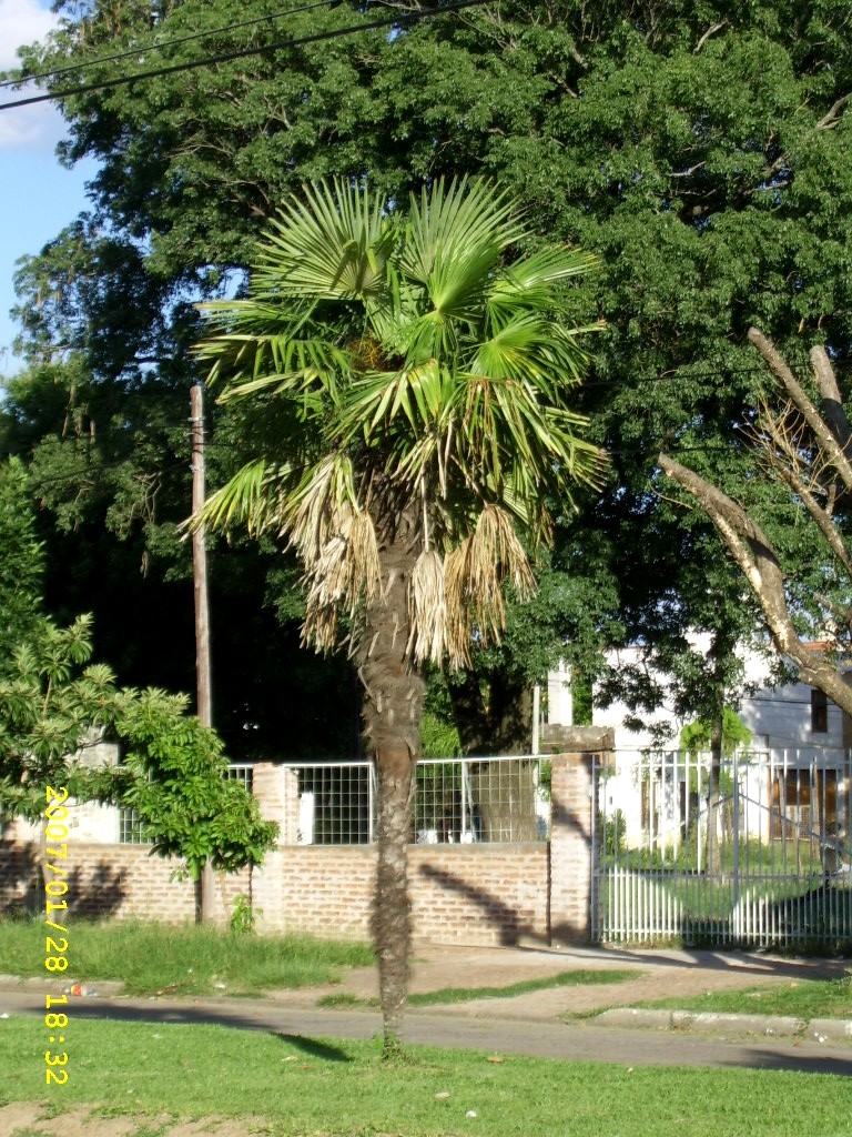 plantas plantas