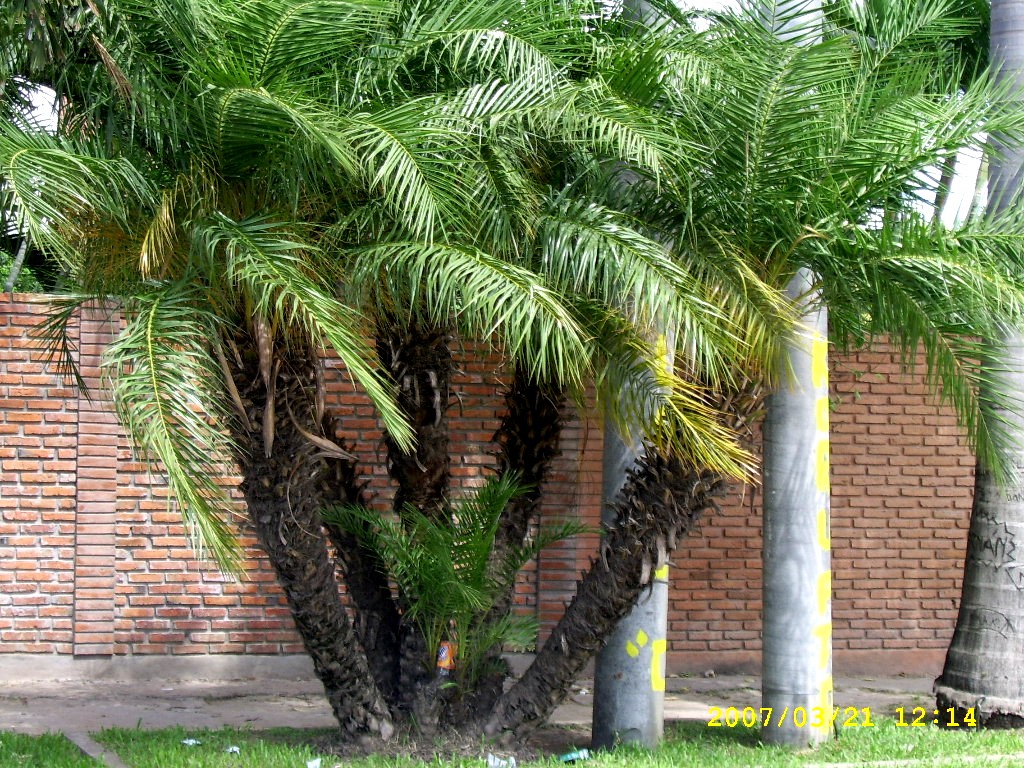 jardines jardines