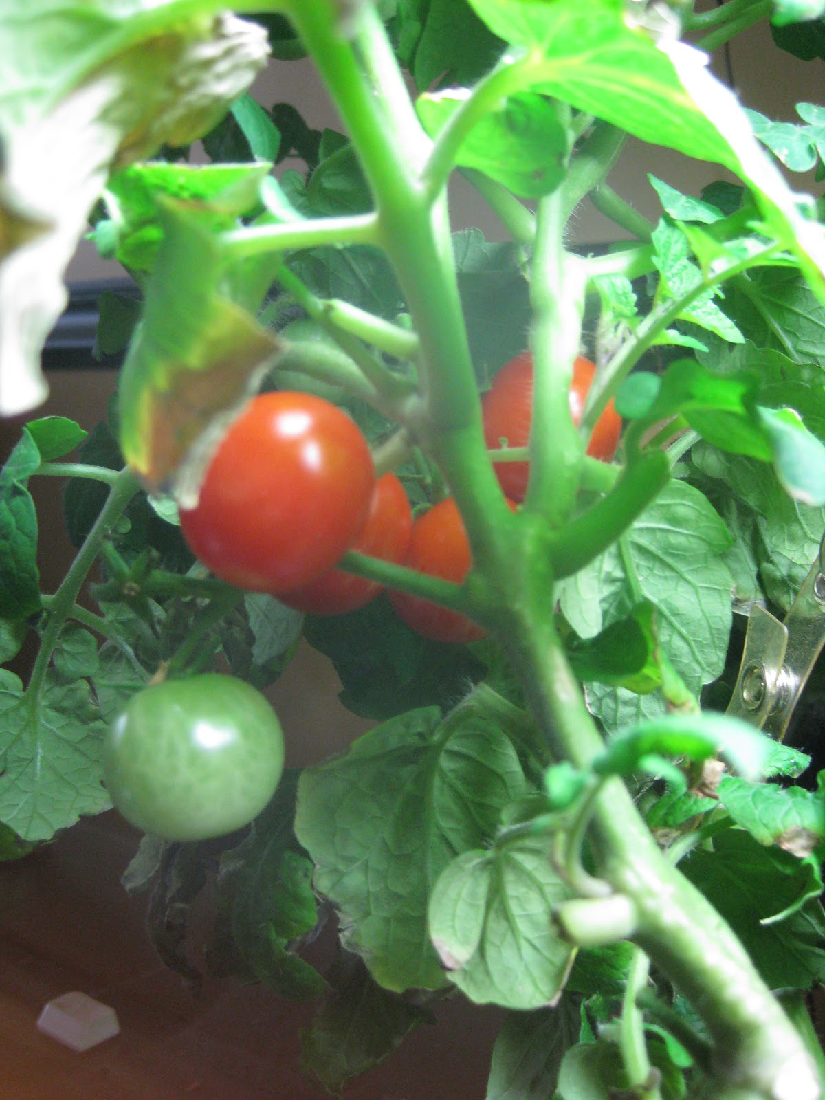 So...what happened between August and today? | Indoor Gardening - My