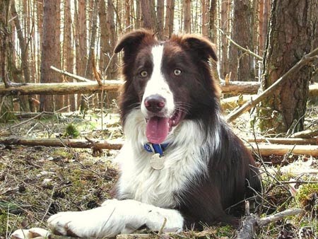 Collie