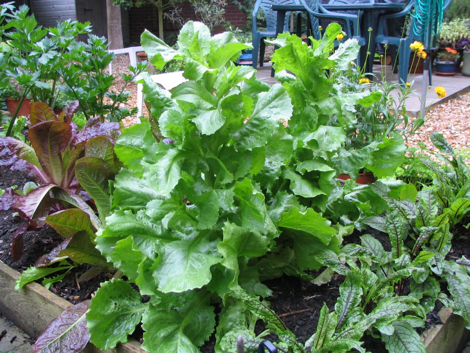 Mark's Veg Plot Salads