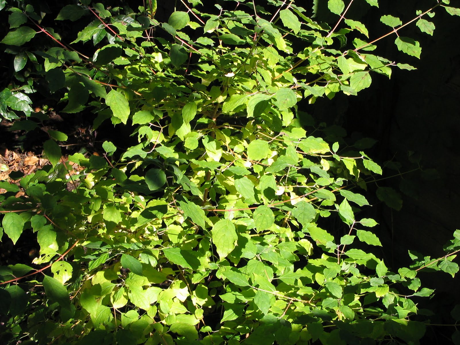 Dogwood+bush