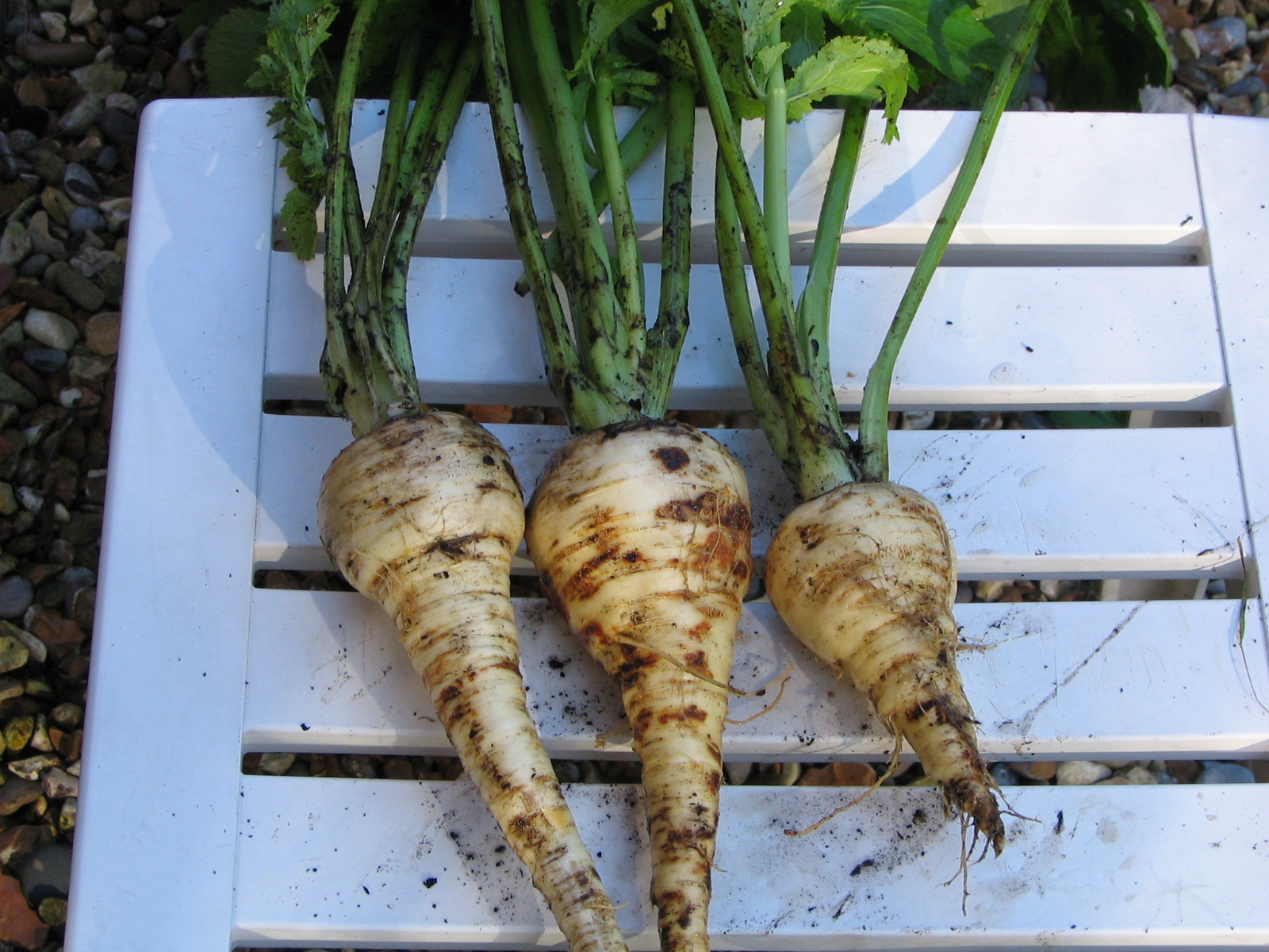 Mark's Veg Plot Carrots and parsnips.