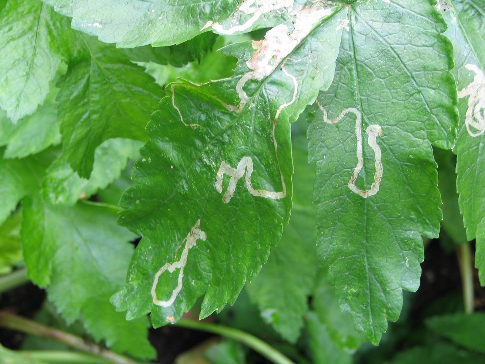 Natural Treatment For Aphids On Citrus Natural Treatment For Aphids On Citrus