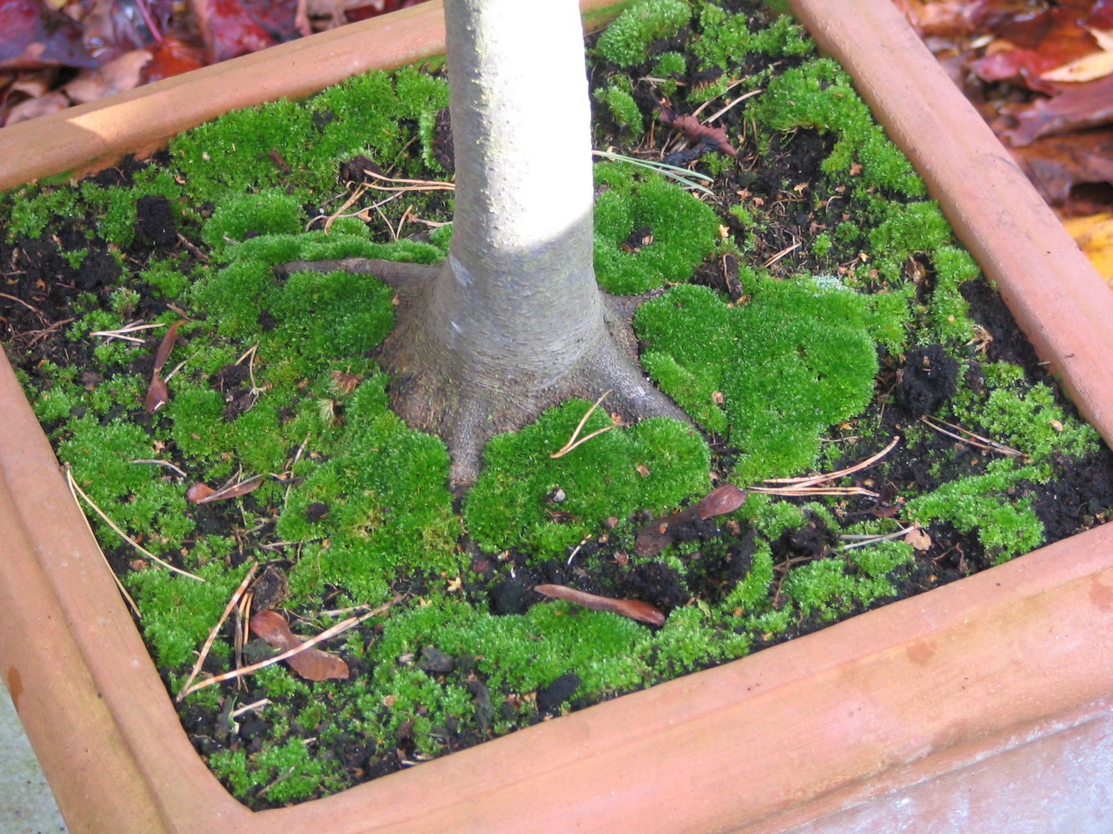 Mark's Veg Plot Moss good or bad?